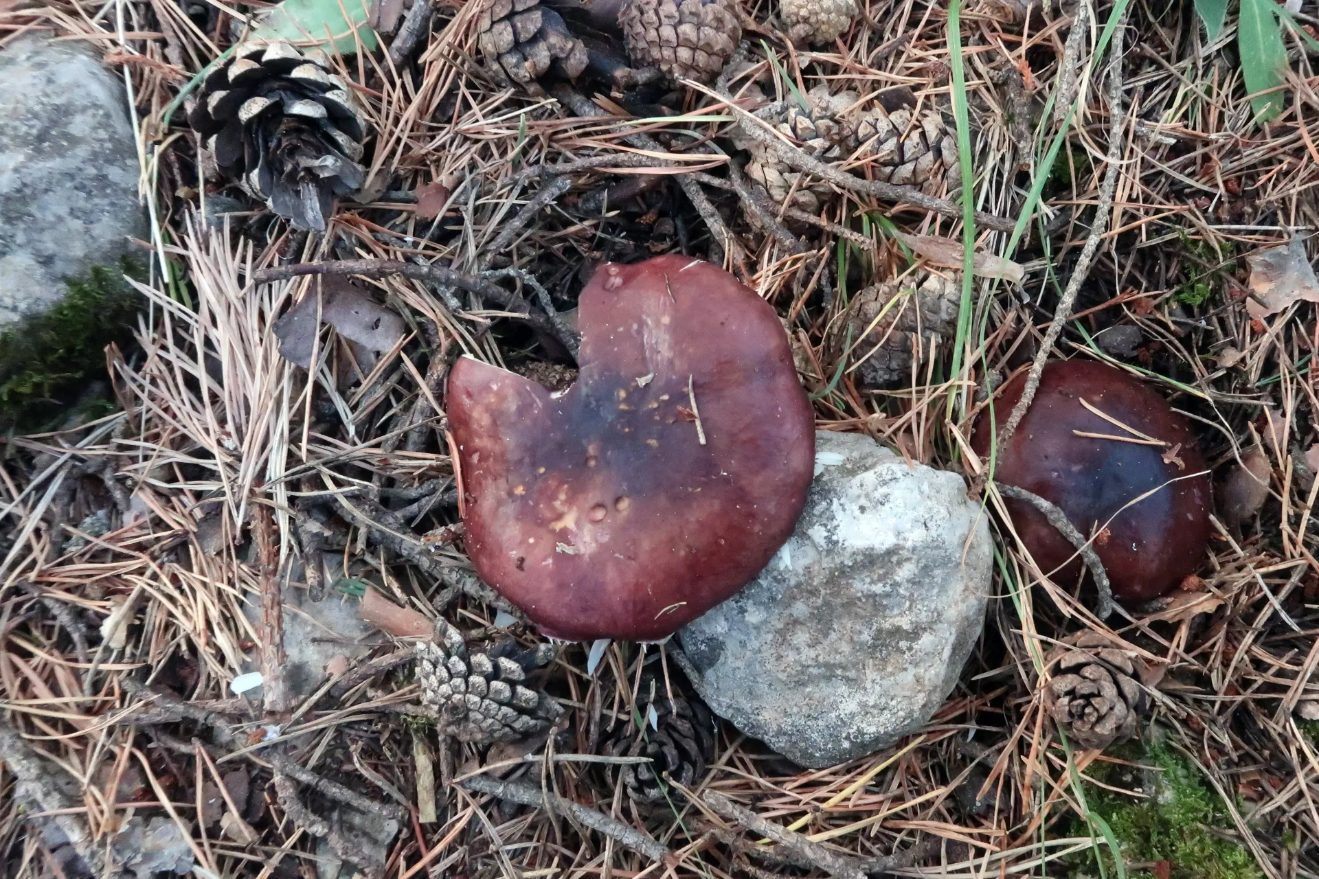 Russula torulosa - 1 - IMG_3628